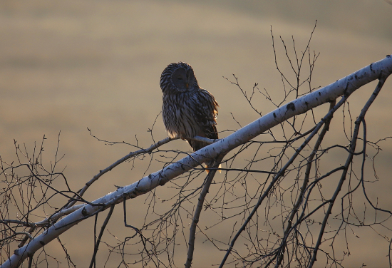 Oddych po nočnom love