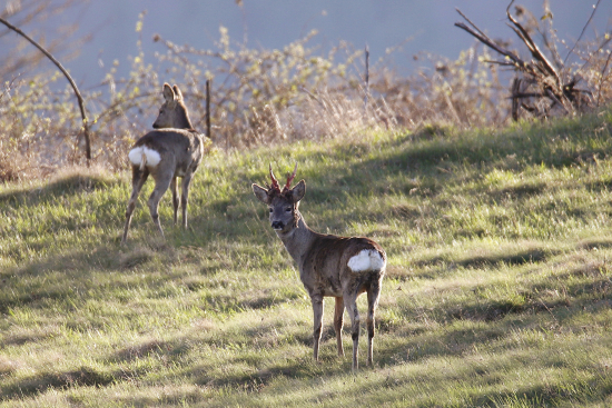 Chlpatá okrasa je dolu