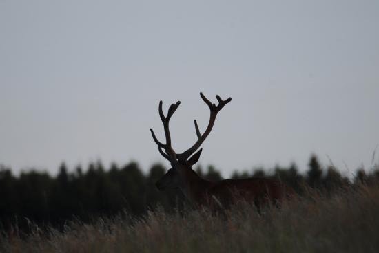 Pred východom slnka