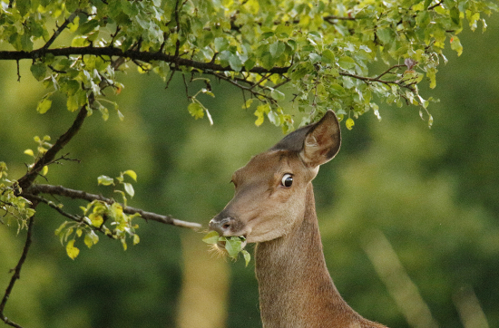 Išla si oči vyočit