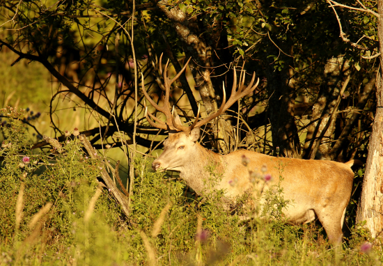 Už vytŕčajú roški