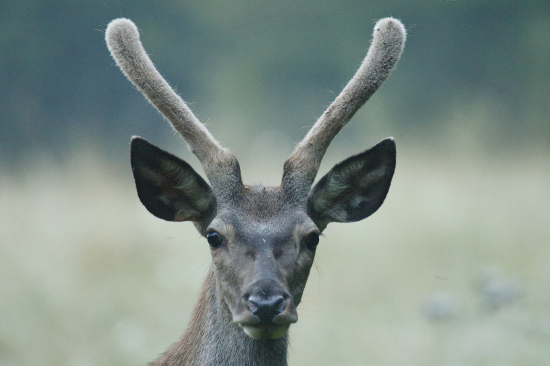 Skoro ma prešiel jelenisko