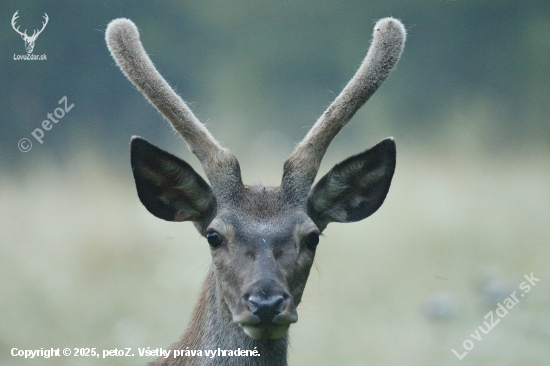 Skoro ma prešiel jelenisko
