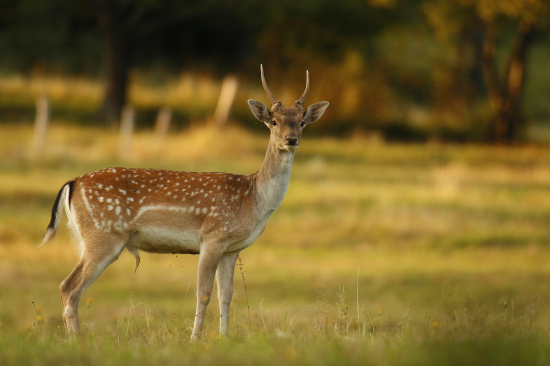 Čakáš na jeleňa a...