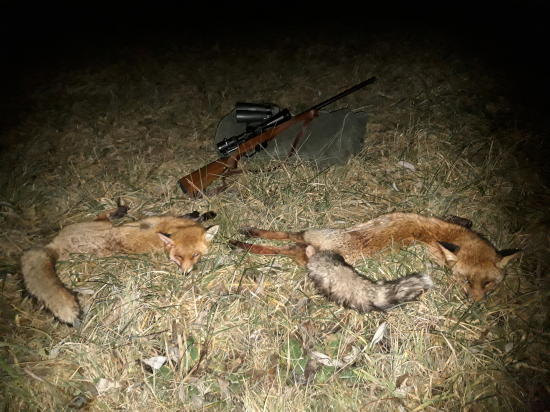 pytačky v plnom prúde