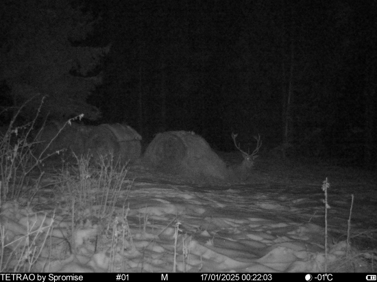 Kým to nezjem, domov nepôjdem...