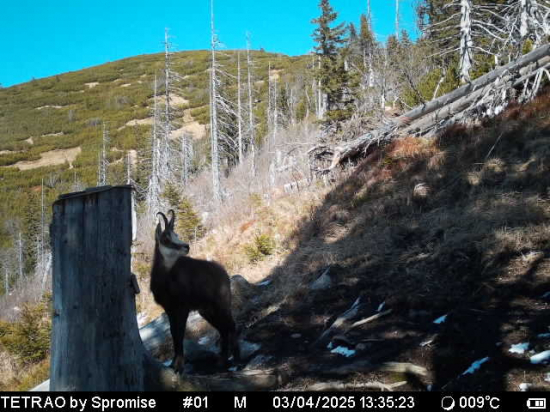 Kamzík pri solisku.