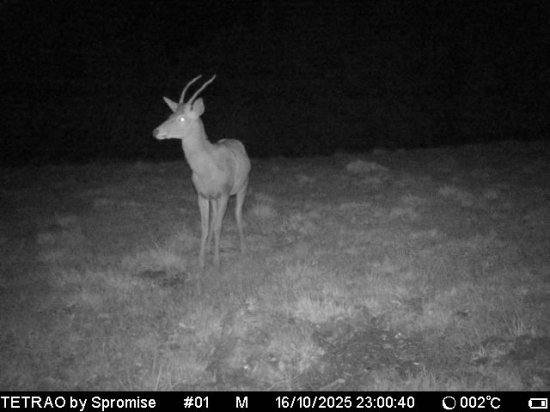 Nízkotatranská antilopa