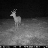 Nízkotatranská antilopa