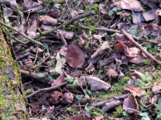 Loni jsem ho neviděl.