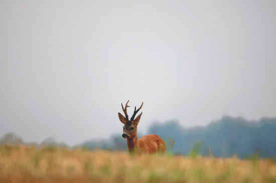 Fešák z loňské říje.