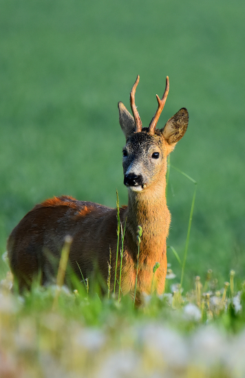 Mladý pán z archivu.