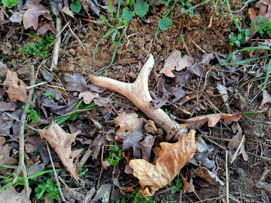 Malý parůžek,velká radost.