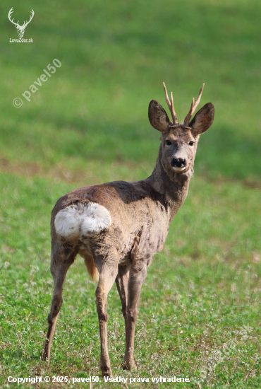 Zbývá přebarvit.