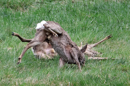Když se u nás chlapi poperou.