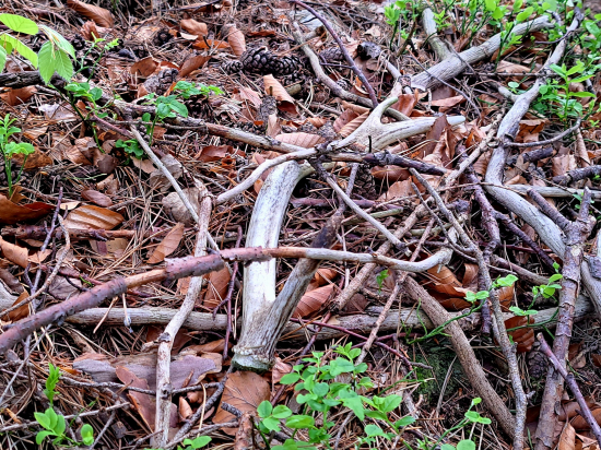 Vidlový šesterák.