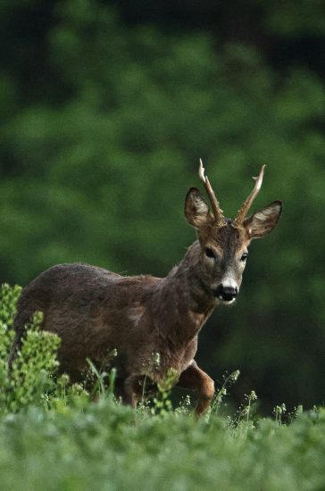 Srnec z mrazivého rána.