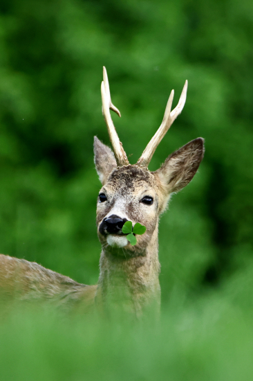 Čtyřlístek nebyl ;-)))