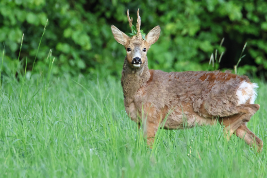 Bejček z mrazivého rána.