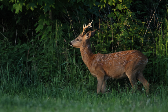 Večerní srnec.
