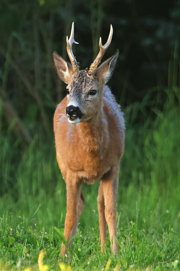 Už skoro kámoš ;-)))