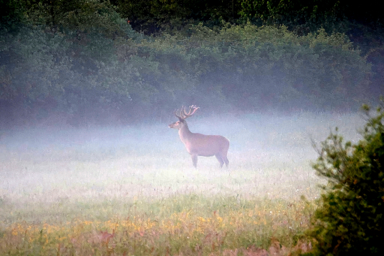 Taková rána miluji!