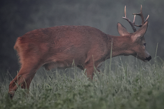 Přízrak  mlhavého rána.