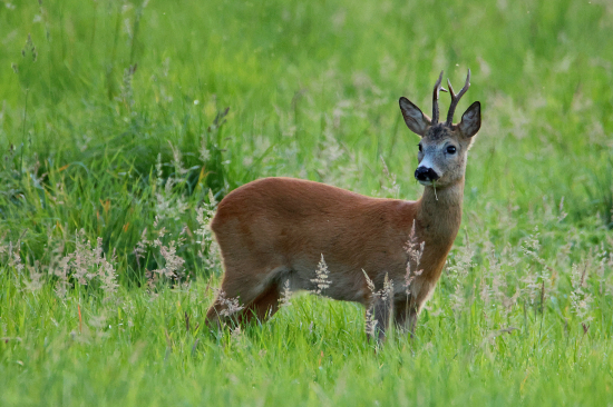 Už reagoval na vábničku.