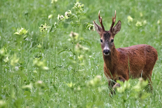Špatné světlo,dobrý srnec.