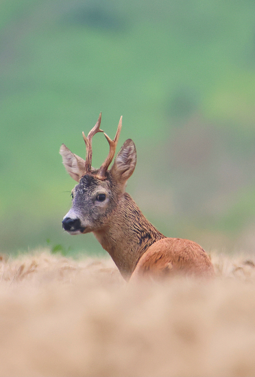 Kouká jako bejk ;-)))