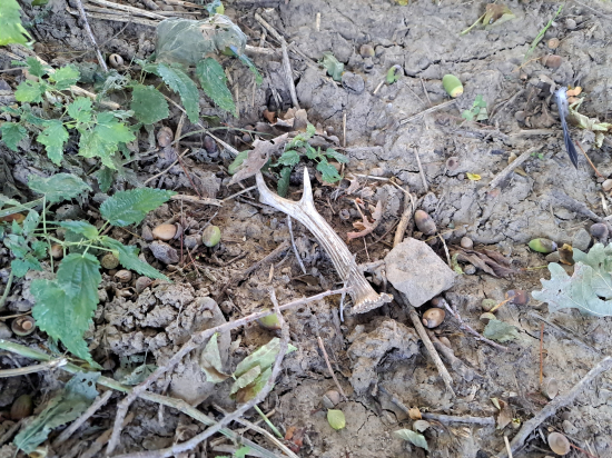 Na závěr srnčí říje.