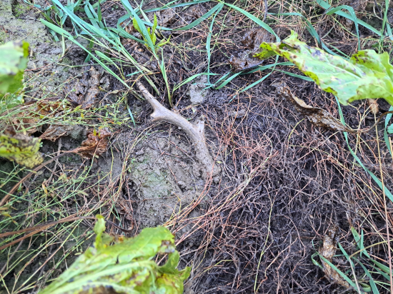 První z řepy ;-)))