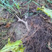 První z řepy ;-)))