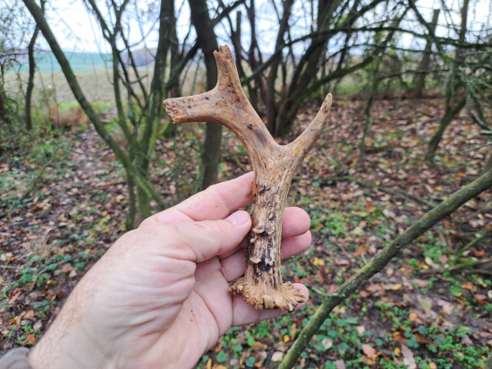 Divočáci ho našli dřív.