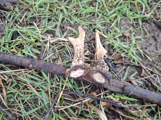 První den na shozech.