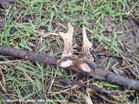 První den na shozech.