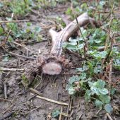 Slušný šesterák.