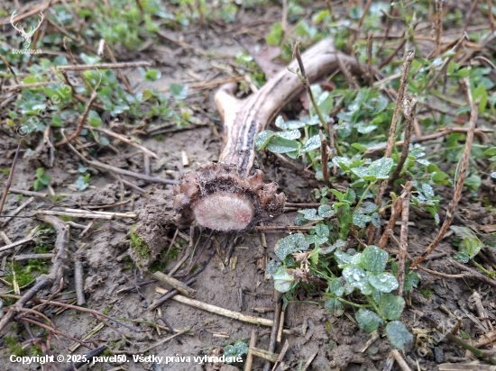 Slušný šesterák.