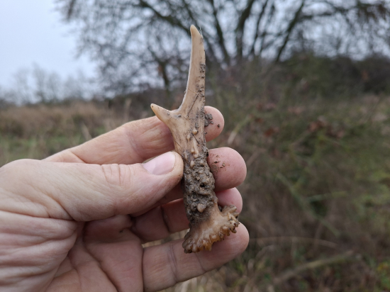 Malý parůžek=velká radost.