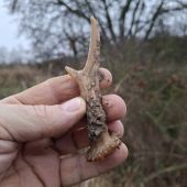 Malý parůžek=velká radost.