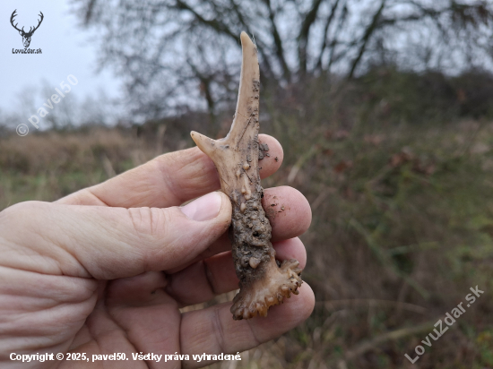 Malý parůžek=velká radost.