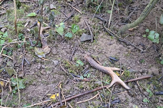 Další slušný pár.