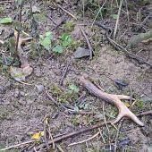 Další slušný pár.