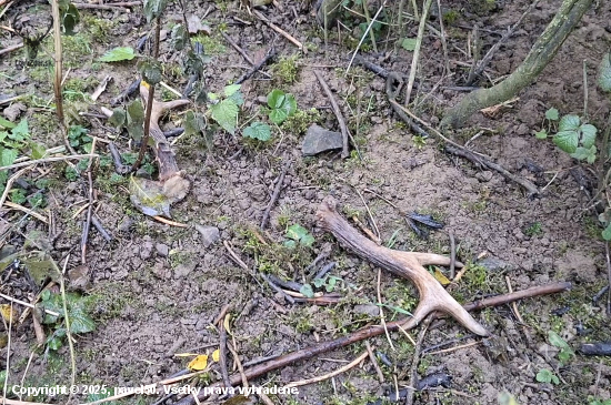 Další slušný pár.