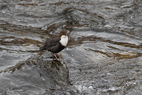 Krátky oddych vodnára