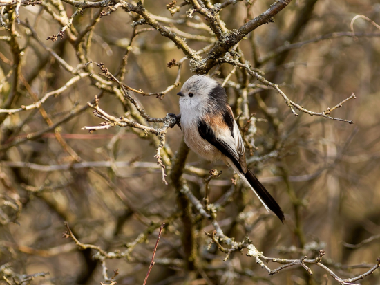 Mlynárka dlhochvostá