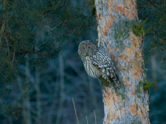 Uralka na pozorovateľni