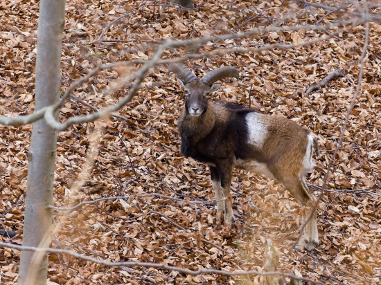 Premeral si ma a zmizol