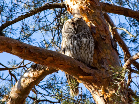 Driemajúca sovička