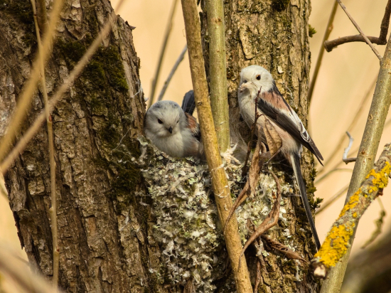 Mlynárky pripravujú hniezdo